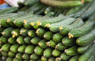 黄瓜最新爆料,揭秘绿色蔬菜背后的秘密与营养